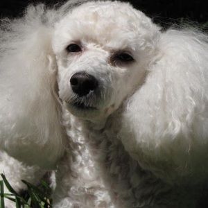 Meet your Posher, Sherry